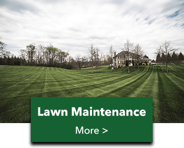 lawn maint